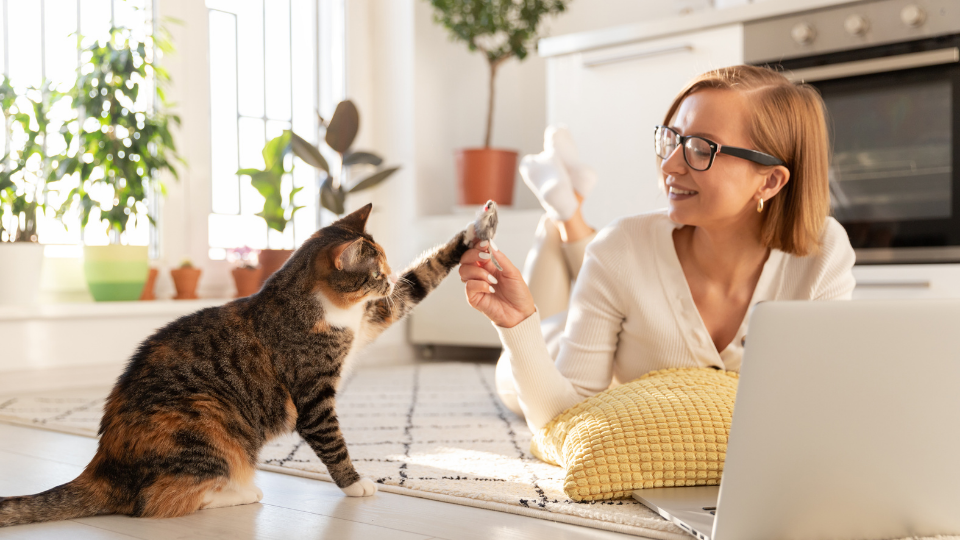 Can You Have More Than One Cat Insurance Policy? | Pawlicy Advisor