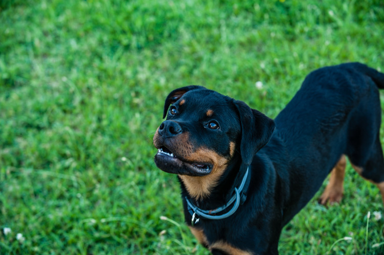 Alert Rottweiler on bright, green grass.