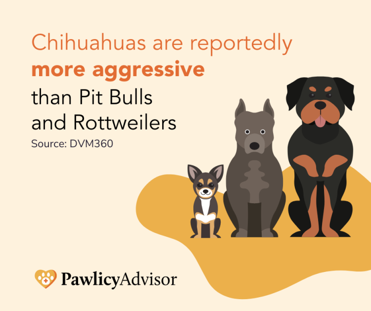 chihuahua breed aggression