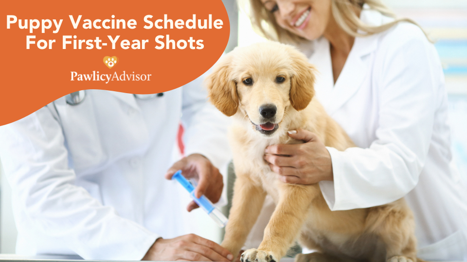 what age do puppies get first shots