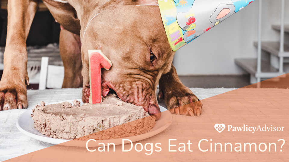 Can Dogs Eat Cinnamon Here s Everything You Need to Know Pawlicy Advisor