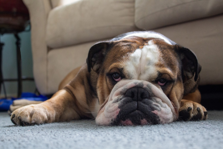 English Bulldog lying on carpet.
