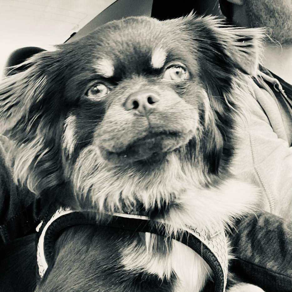 Giulio
