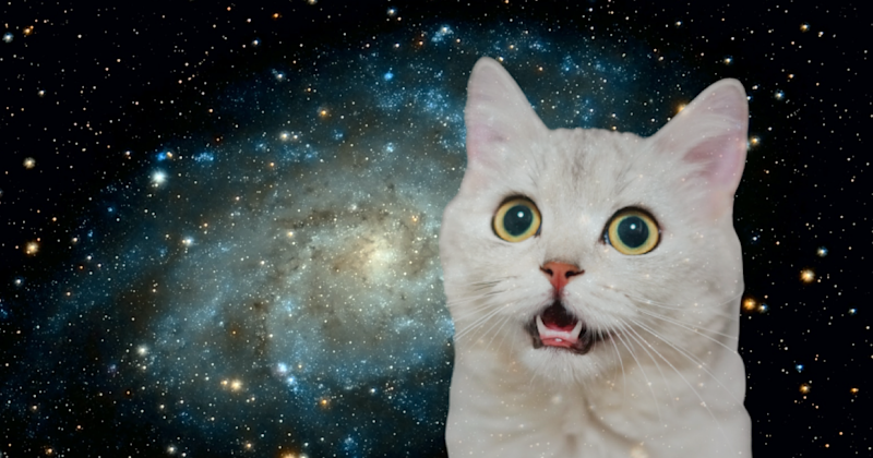 space-cat