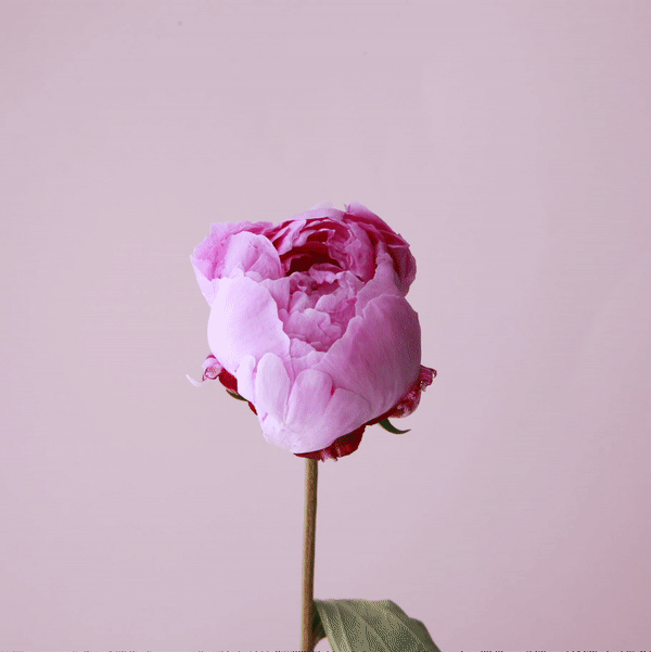 The Truth About Peonies