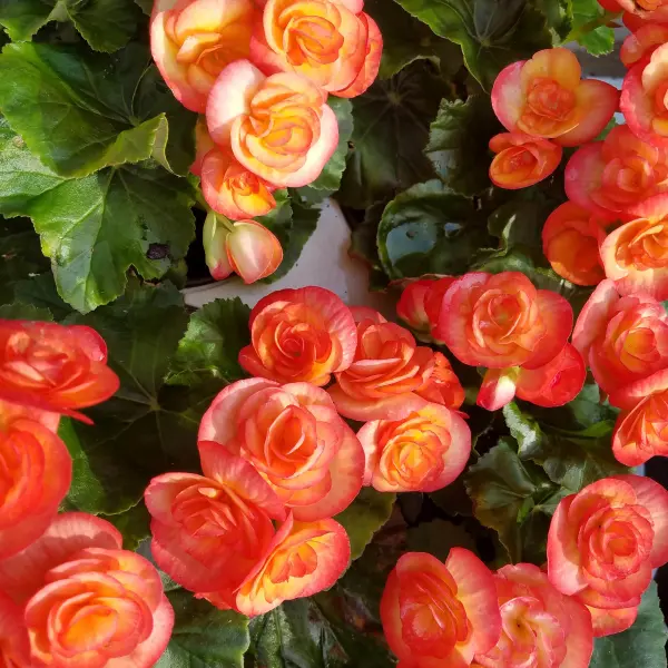 Pink double impatiens