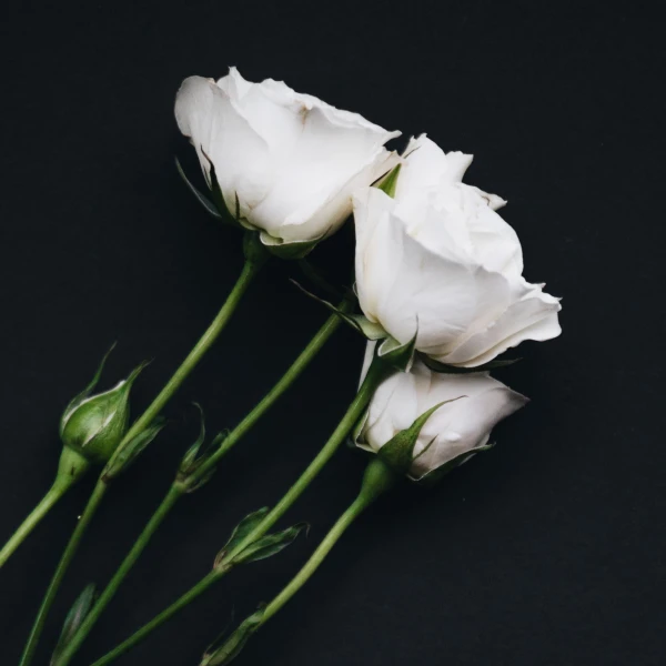 lisianthus