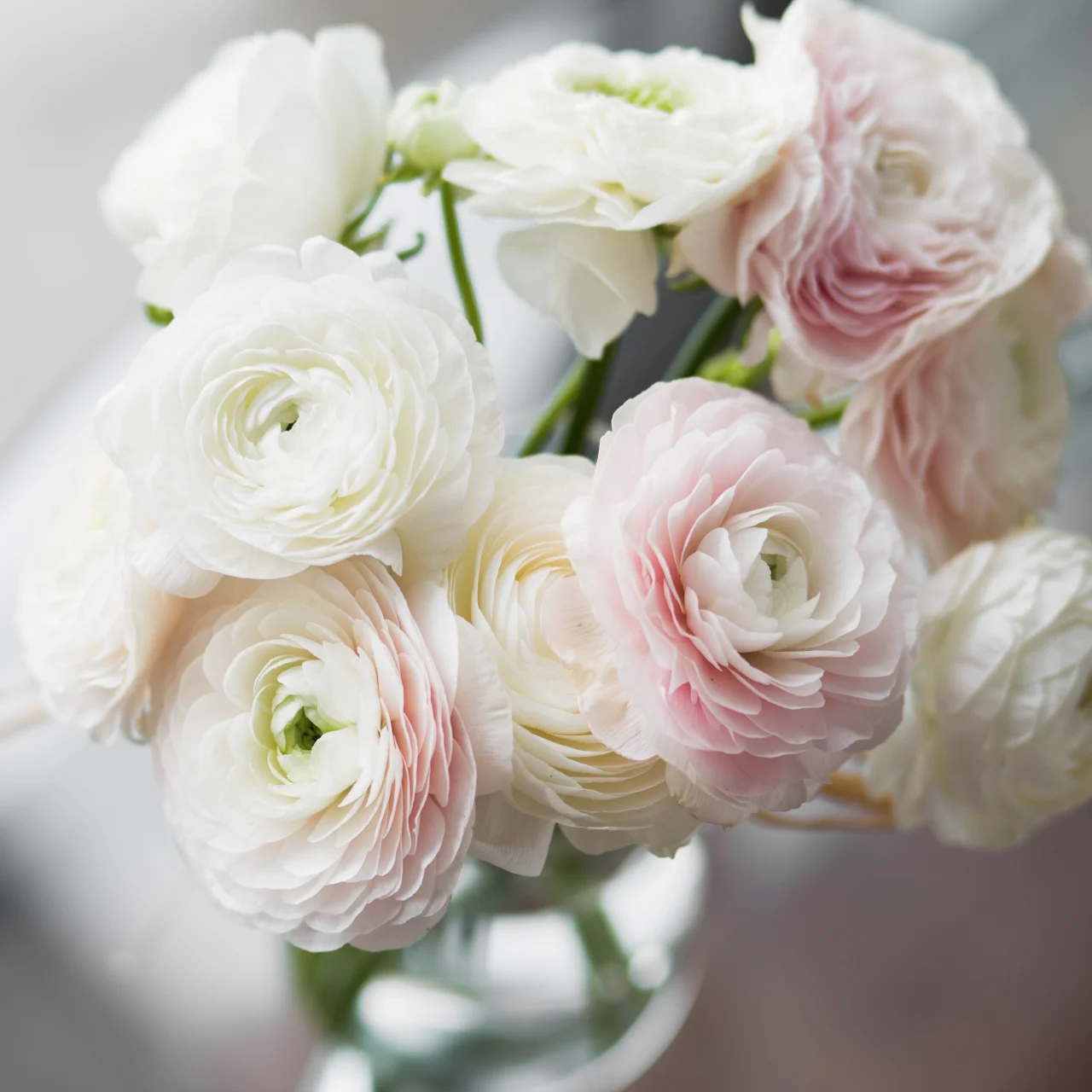 10 Beautiful Flowers that Look Like Roses | Bloom & Wild