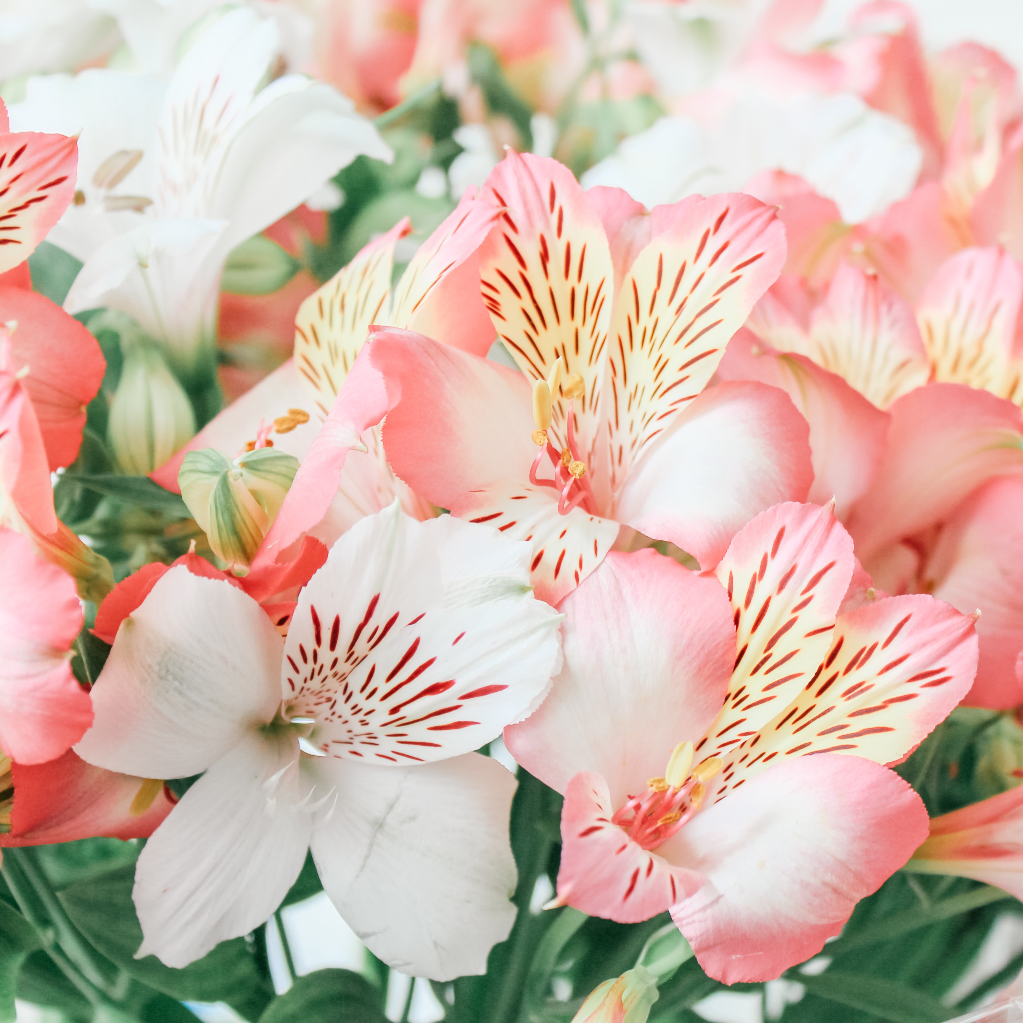 Are Peruvian Lilies Poisonous Flowers For Cats?