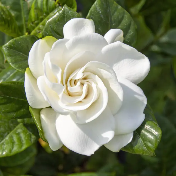 White Gardenias