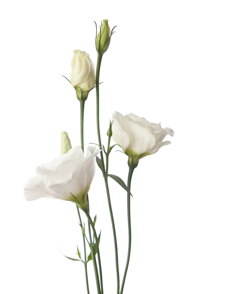 The Symbolism Colour Meaning Of Lisianthus Bloom Wild