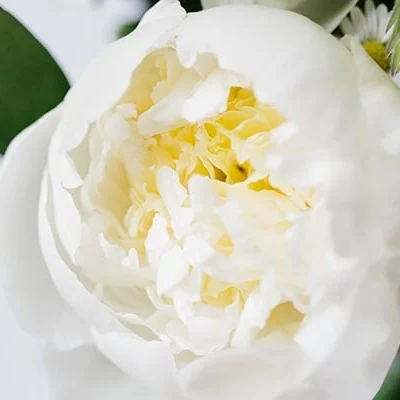 White Peony