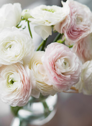 What Are The Puffy Flowers Called Unveiling Their Enchanting Names