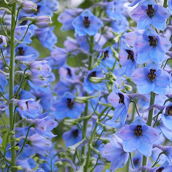 July Birth Flowers Meaning Delphinium Water Lily