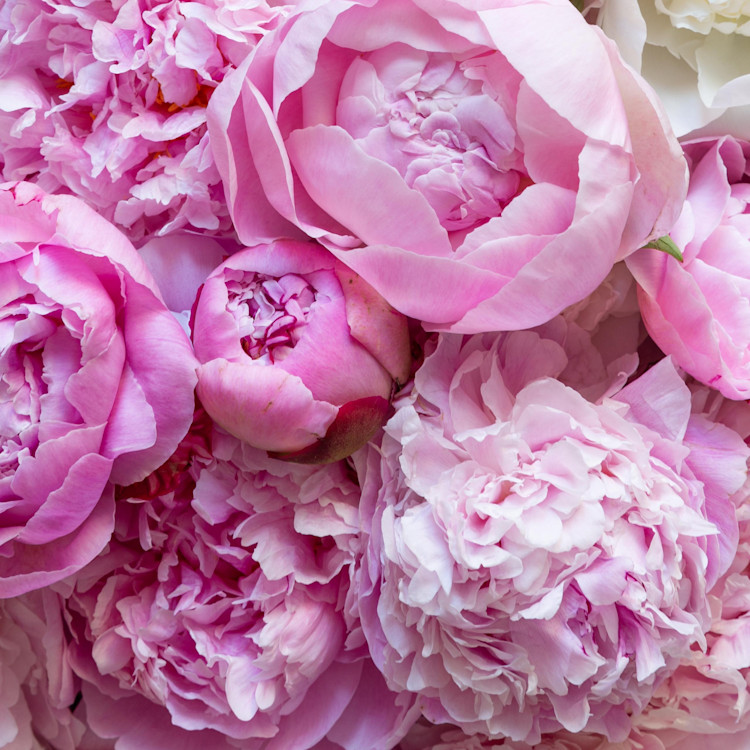 Peony Flower Symbolism And Colour Guide Bloom Wild
