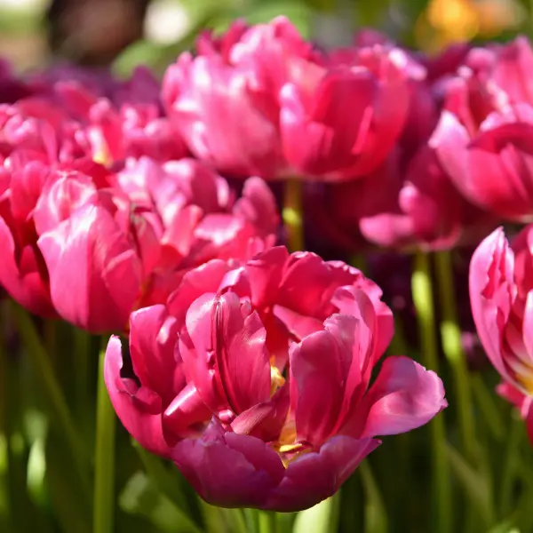 Pink double tulips