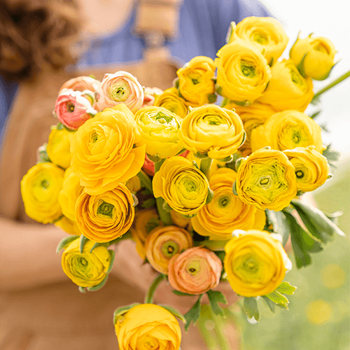 Ähnlich rosen die blumen aussehen wie