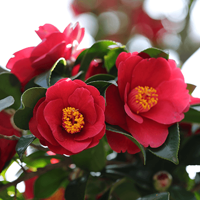 Camellia Flower Images  Free Download on Freepik