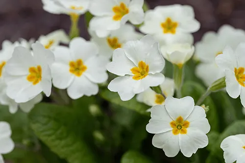 Primrose Rtc Primrose Flower