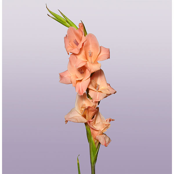 flower for january babies