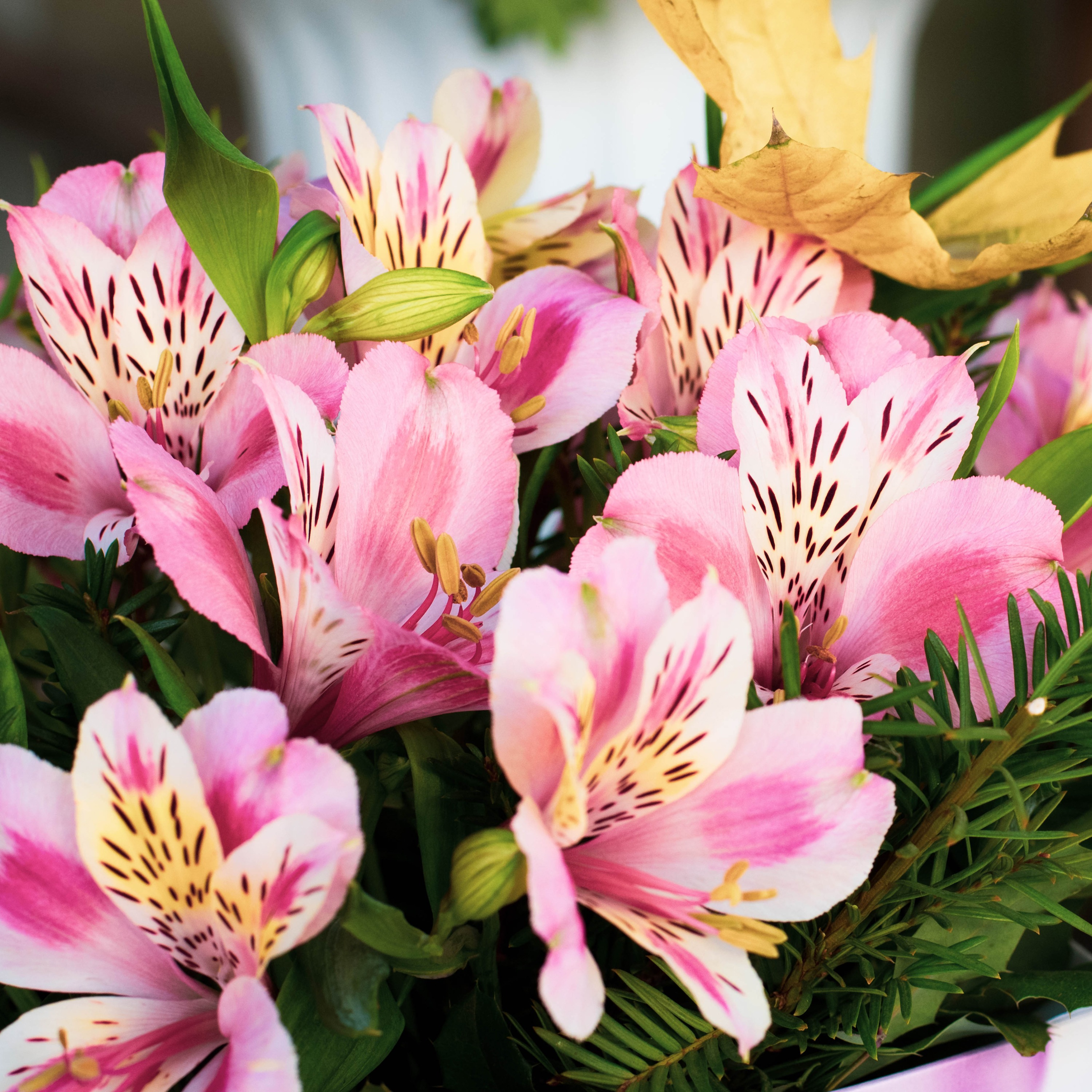 Alstroemeria Flower Meaning And Symbolism The Peruvian, 47 OFF