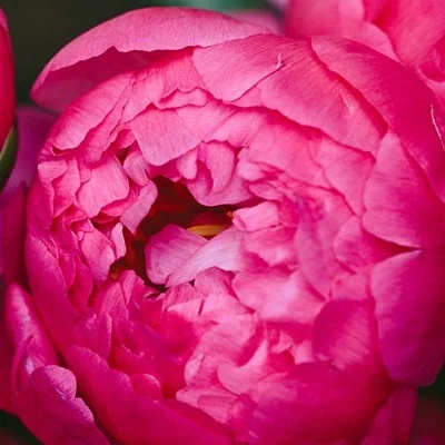 Peony Flower Symbolism And Colour Guide Bloom Wild