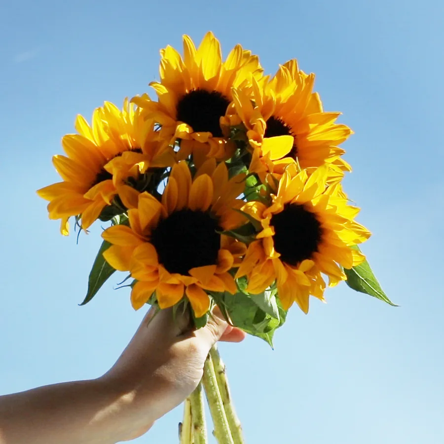 Sunflower Facts, Symbolism & History Guide | Bloom & Wild