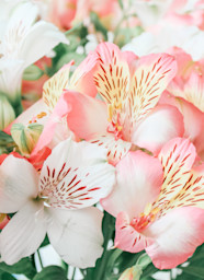 Are Alstroemeria Poisonous To Cats My Cat Genius