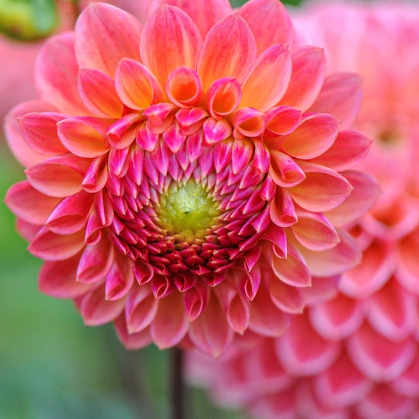 Dahlia