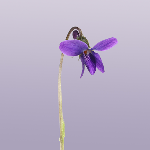 Birth Month Flowers Guide What S My Birth Flower