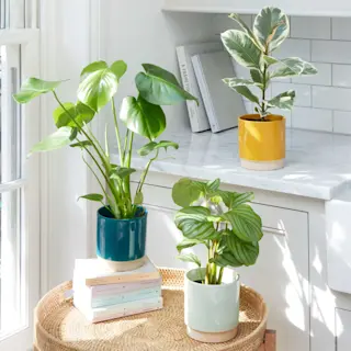 pic Plants By Post Uk Free Delivery plant delivery with free next day