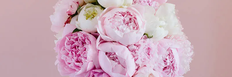 Peony Flower Symbolism and Colour Guide | Bloom & Wild