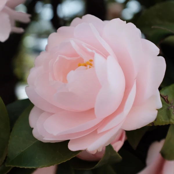 10 Beautiful Flowers That Look Like Roses Bloom Wild