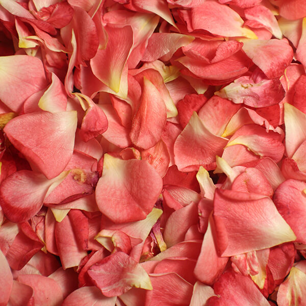 Red And White Roses Petals