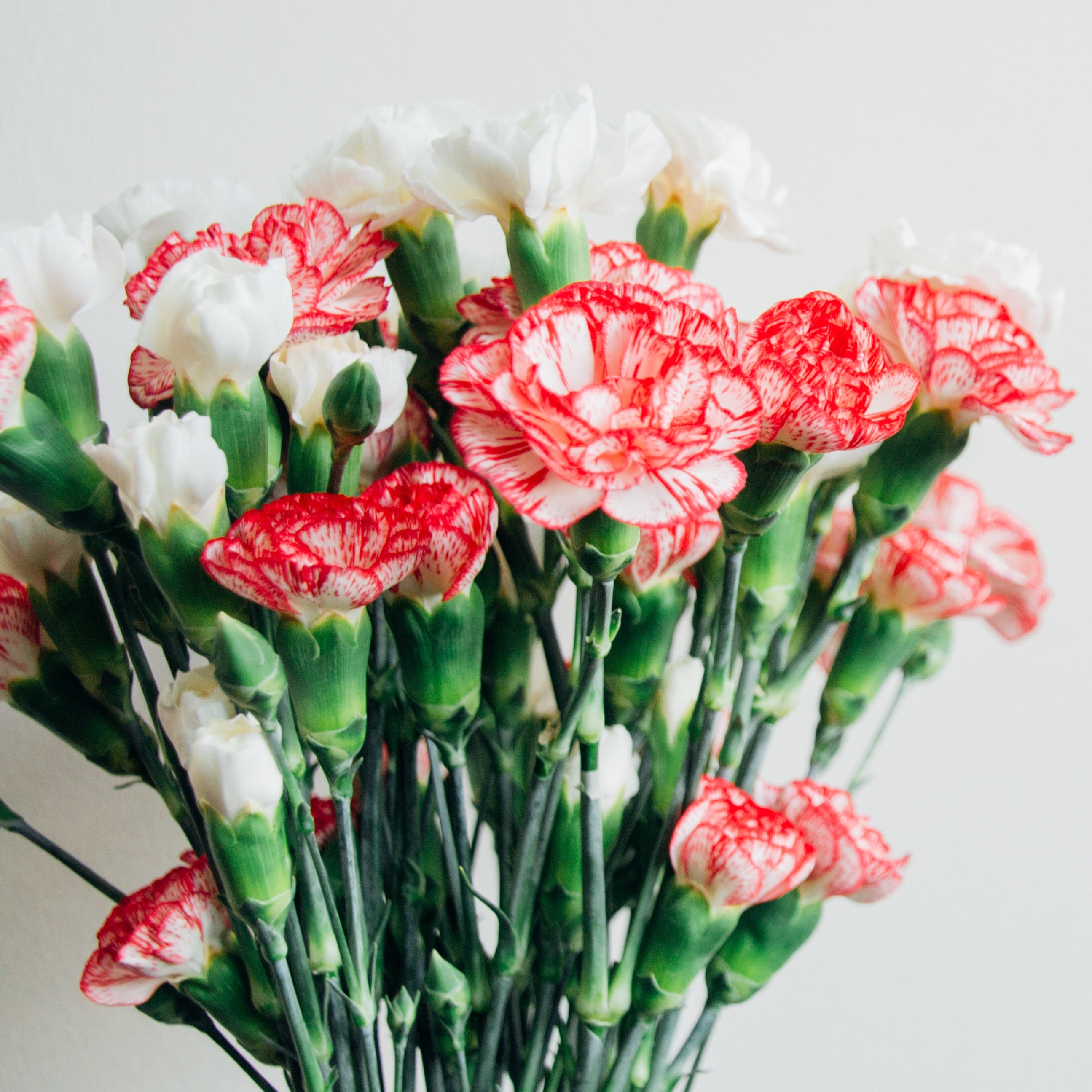 Blumen die ähnlich wie rosen aussehen