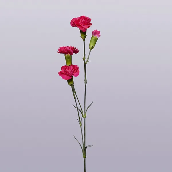 Pink Carnation