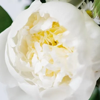 Peony Flower Symbolism And Colour Guide Bloom Wild