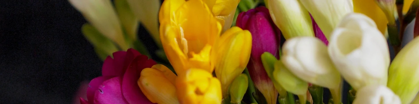 Freesia Symbolism And Colours Meaning Guide Bloom Wild