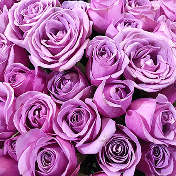 Rose Meaning | Rose Flower Color Symbolism | Bloom & Wild