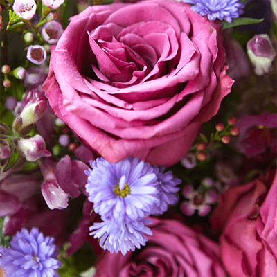 Rose Meaning Rose Flower Color Symbolism Bloom Wild