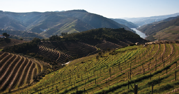 Artigo Do varejo nacional ao vinho português