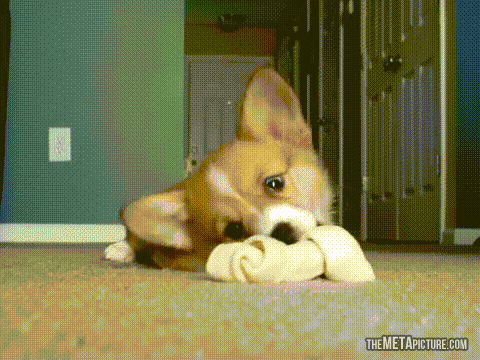 Cute Corgi