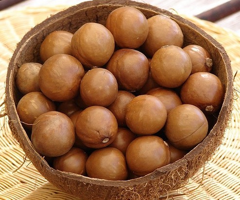 macademia-nuts-photocredit-tatters-e1337800176898 (1)