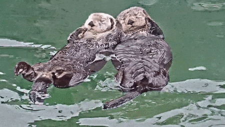 Otters holding paws