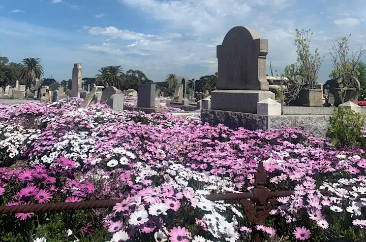 Purple and white daisy flowers amongst historic monumental grave memorials, Footscray General Cemetery