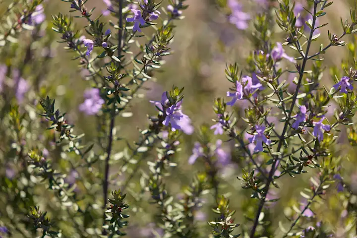 Purple Flowers in Soft Focus