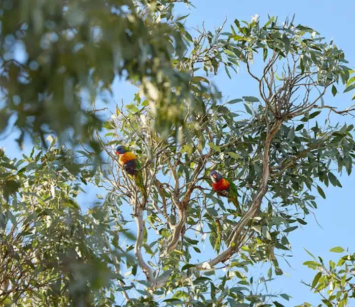 parrots in a tree
