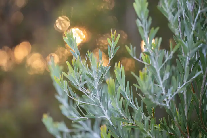 Native Australian plants in botanical garden setting