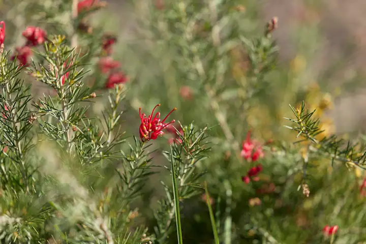Native red flowers 