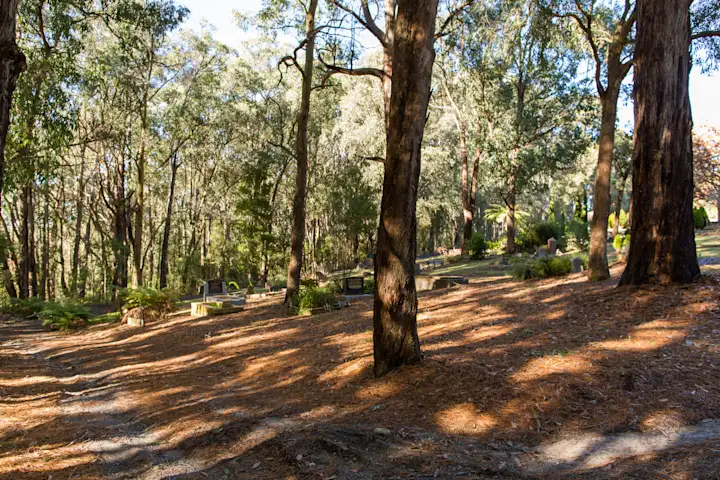 Memorials hidden amongst natural bushland and tree ferns with walking path, Emerald Cemetery